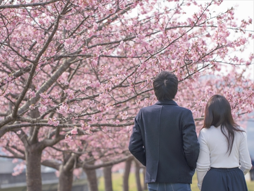 桜の木の下の夫婦
